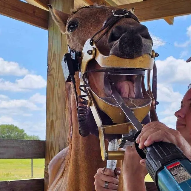 thumbnail for publication: Equine Dental Care